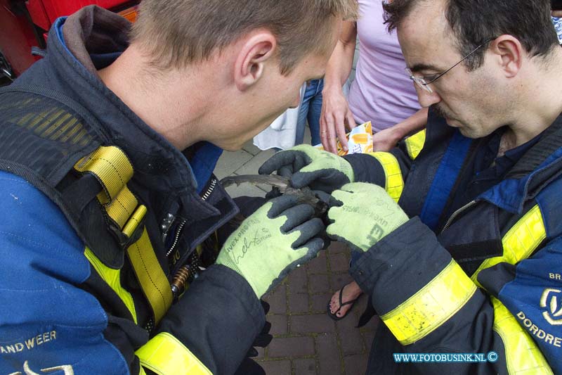 11071105.jpg - FOTOOPDRACHT:Dordrecht:11-07-2011:De brandweer heeft een nog jong vogeltje dat tussen de dakpannen nabij de schoorsteen zat van de woning aan de Joke Smiterf gered. De brandweerman ging met een hoogwerker het hoge dak op en kon naveel geduld het vogeltje redden, eenmaal beneden ontdekte de brandweermannen dat het nog jonge vogeltje door een vislijn verstrikt was geraakt, en maakte het vogeltje vrij van de vislijn. De dieren ambulance heeft zich later over het vogeltje ontfermt.Deze digitale foto blijft eigendom van FOTOPERSBURO BUSINK. Wij hanteren de voorwaarden van het N.V.F. en N.V.J. Gebruik van deze foto impliceert dat u bekend bent  en akkoord gaat met deze voorwaarden bij publicatie.EB/ETIENNE BUSINK