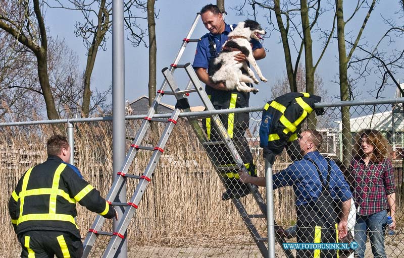 14031206.jpg - FOTOOPDRACHT:Dordrecht:12-03-2014:Nabij Villa August op een braak liggend stuk terrein was een hond in de problemen geraakt. De brandweer en de eigenaresse moest de hond redden, de hond had zich zelf in gegraven, en kon niet op eigen kracht los komen.Deze digitale foto blijft eigendom van FOTOPERSBURO BUSINK. Wij hanteren de voorwaarden van het N.V.F. en N.V.J. Gebruik van deze foto impliceert dat u bekend bent  en akkoord gaat met deze voorwaarden bij publicatie.EB/ETIENNE BUSINK
