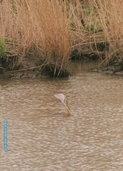 98032616.jpg - WFA;DORDRECHT;OOSTHAVEN;26-03-98; Dordrecht werd vandaag opgeschrikt door een zeer groot gevaarte in de oosthaven wat op een soort monster van lognes leek.Een massale zoek tocht door politie naar zeer grote mogelijke vis in de oosthaven te dordrecht. toen iedereen weg was liet de vis zicht pas weer zien voor het oog van de camera's van fotografen en tv mensen.eb/ETIENNE BUSINK