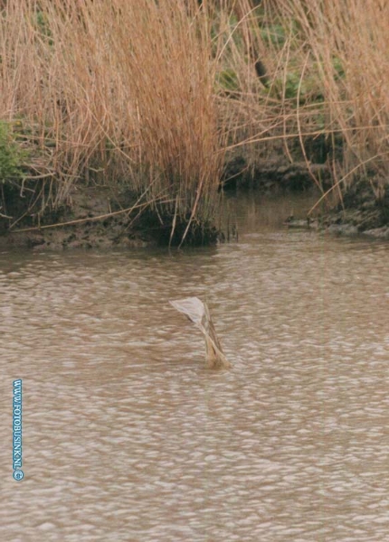 98032618.jpg - WFA;DORDRECHT;OOSTHAVEN;26-03-98; Dordrecht werd vandaag opgeschrikt door een zeer groot gevaarte in de oosthaven wat op een soort monster van lognes leek.Een massale zoek tocht door politie naar zeer grote mogelijke vis in de oosthaven te dordrecht. toen iedereen weg was liet de vis zicht pas weer zien voor het oog van de camera's van fotografen en tv mensen.eb/ETIENNE BUSINK