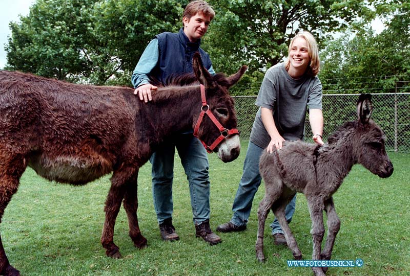 99051101.jpg - DE DORDTENAAR :binmnenmaas:11-05-1999:moeder ezel met haar PAS GEBOREN JONG EZELTJE HARRIET IN RECREDATIEOORD BINNENMAAS OP DE KINDERBOERDERIJDeze digitale foto blijft eigendom van FOTOPERSBURO BUSINK. Wij hanteren de voorwaarden van het N.V.F. en N.V.J. Gebruik van deze foto impliceert dat u bekend bent  en akkoord gaat met deze voorwaarden bij publicatie.EB/ETIENNE BUSINK