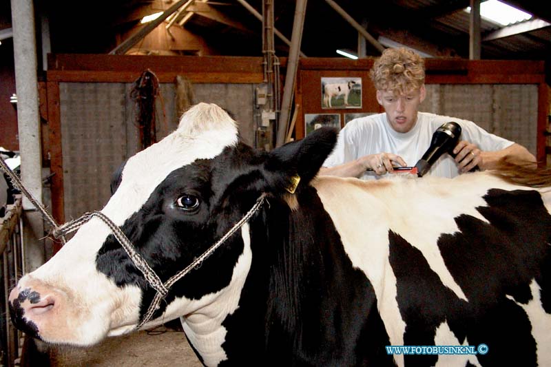 99092706.jpg - WLTO/WESTWEEK :otto land:27-09-1999:dhr nico bonsdie zijn koeienaan het toiletteren is die naar de fokveedag in hoornaar gaan .Deze digitale foto blijft eigendom van FOTOPERSBURO BUSINK. Wij hanteren de voorwaarden van het N.V.F. en N.V.J. Gebruik van deze foto impliceert dat u bekend bent  en akkoord gaat met deze voorwaarden bij publicatie.EB/ETIENNE BUSINK