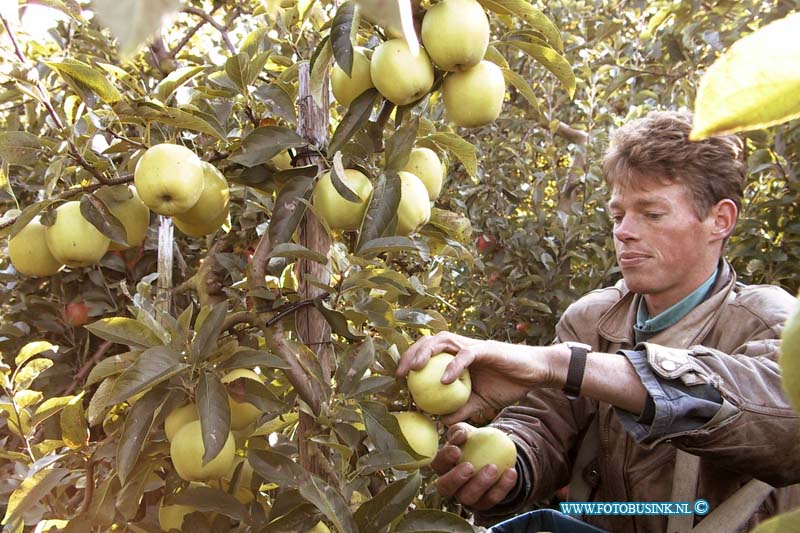 99102001.jpg - WLTO/WESTWEEK :GROOT AMMERS:20-10-1999:kees de vos haarsteeg 1 groot ammers appels plukkenDeze digitale foto blijft eigendom van FOTOPERSBURO BUSINK. Wij hanteren de voorwaarden van het N.V.F. en N.V.J. Gebruik van deze foto impliceert dat u bekend bent  en akkoord gaat met deze voorwaarden bij publicatie.EB/ETIENNE BUSINK