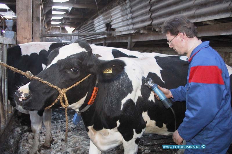 99111002.jpg - WLTO/WESTWEEK :Zuid Beyerland:10-11-1999:molendijk 10 dhr ard scheert die zijn koeien aan het scheren is in ed stal van zinj boerderij.Deze digitale foto blijft eigendom van FOTOPERSBURO BUSINK. Wij hanteren de voorwaarden van het N.V.F. en N.V.J. Gebruik van deze foto impliceert dat u bekend bent  en akkoord gaat met deze voorwaarden bij publicatie.EB/ETIENNE BUSINK