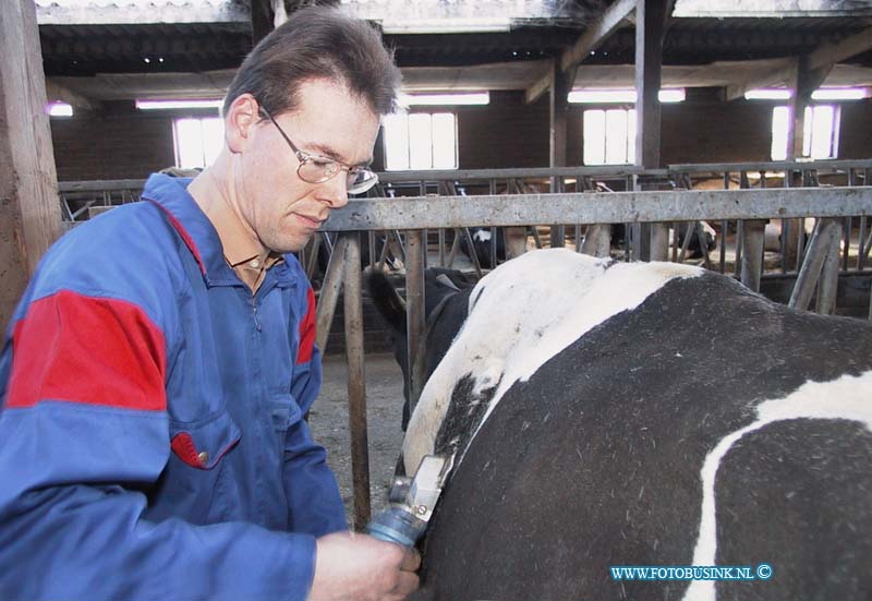 99111003.jpg - WLTO/WESTWEEK :Zuid Beyerland:10-11-1999:molendijk 10 dhr ard scheert die zijn koeien aan het scheren is in ed stal van zinj boerderij.Deze digitale foto blijft eigendom van FOTOPERSBURO BUSINK. Wij hanteren de voorwaarden van het N.V.F. en N.V.J. Gebruik van deze foto impliceert dat u bekend bent  en akkoord gaat met deze voorwaarden bij publicatie.EB/ETIENNE BUSINK