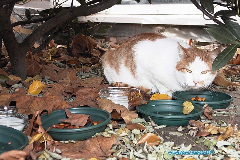 99120111.jpg - NETWERK/STADSVERVOER :Dordrecht:01-12-1999:foto van de Netwerk-kat (of Stadsvervoer, daarwil ik even af zijn).op de baanhoekweg dordrechtDeze digitale foto blijft eigendom van FOTOPERSBURO BUSINK. Wij hanteren de voorwaarden van het N.V.F. en N.V.J. Gebruik van deze foto impliceert dat u bekend bent  en akkoord gaat met deze voorwaarden bij publicatie.EB/ETIENNE BUSINK