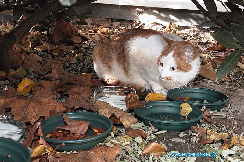 99120112.jpg - NETWERK/STADSVERVOER :Dordrecht:01-12-1999:foto van de Netwerk-kat (of Stadsvervoer, daarwil ik even af zijn).op de baanhoekweg dordrechtDeze digitale foto blijft eigendom van FOTOPERSBURO BUSINK. Wij hanteren de voorwaarden van het N.V.F. en N.V.J. Gebruik van deze foto impliceert dat u bekend bent  en akkoord gaat met deze voorwaarden bij publicatie.EB/ETIENNE BUSINK