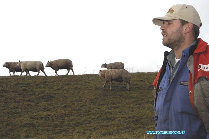 99120716.jpg - WLTO/WESTWEEK :07-12-1999 : GOUDSWAARDschapen op dijk amptDeze digitale foto blijft eigendom van FOTOPERSBURO BUSINK. Wij hanteren de voorwaarden van het N.V.F. en N.V.J. Gebruik van deze foto impliceert dat u bekend bent  en akkoord gaat met deze voorwaarden bij publicatie.EB/ETIENNE BUSINK