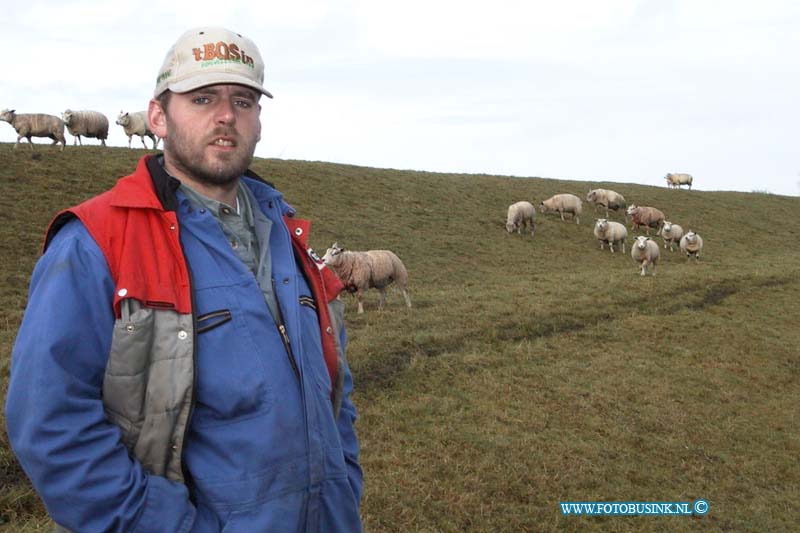 99120717.jpg - WLTO/WESTWEEK :07-12-1999 : GOUDSWAARDschapen op dijk amptDeze digitale foto blijft eigendom van FOTOPERSBURO BUSINK. Wij hanteren de voorwaarden van het N.V.F. en N.V.J. Gebruik van deze foto impliceert dat u bekend bent  en akkoord gaat met deze voorwaarden bij publicatie.EB/ETIENNE BUSINK