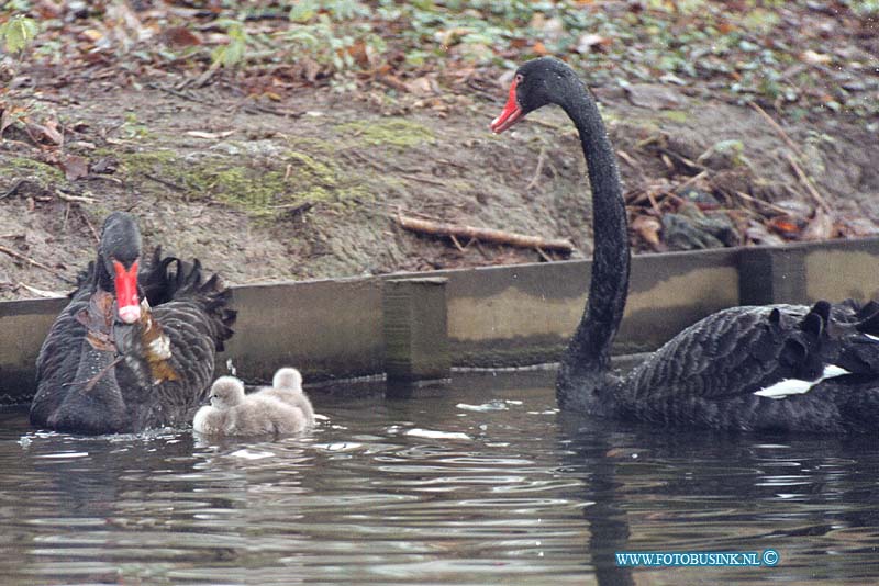 99121602.jpg - DE DORDTENAAR :Dordrecht:16-12-1999:merwesteijn parkzwart buitenlandse  zwanen stel met jongen wat zeer ongebruikelijk is voor de tij vamn het jaar de kans dat ze overleven is dus klein. er waren er 3 maar inmiddels is er al een gestorvenDeze digitale foto blijft eigendom van FOTOPERSBURO BUSINK. Wij hanteren de voorwaarden van het N.V.F. en N.V.J. Gebruik van deze foto impliceert dat u bekend bent  en akkoord gaat met deze voorwaarden bij publicatie.EB/ETIENNE BUSINK