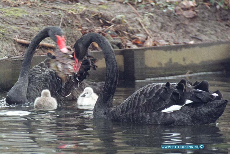 99121603.jpg - DE DORDTENAAR :Dordrecht:16-12-1999:merwesteijn parkzwart buitenlandse  zwanen stel met jongen wat zeer ongebruikelijk is voor de tij vamn het jaar de kans dat ze overleven is dus klein. er waren er 3 maar inmiddels is er al een gestorvenDeze digitale foto blijft eigendom van FOTOPERSBURO BUSINK. Wij hanteren de voorwaarden van het N.V.F. en N.V.J. Gebruik van deze foto impliceert dat u bekend bent  en akkoord gaat met deze voorwaarden bij publicatie.EB/ETIENNE BUSINK