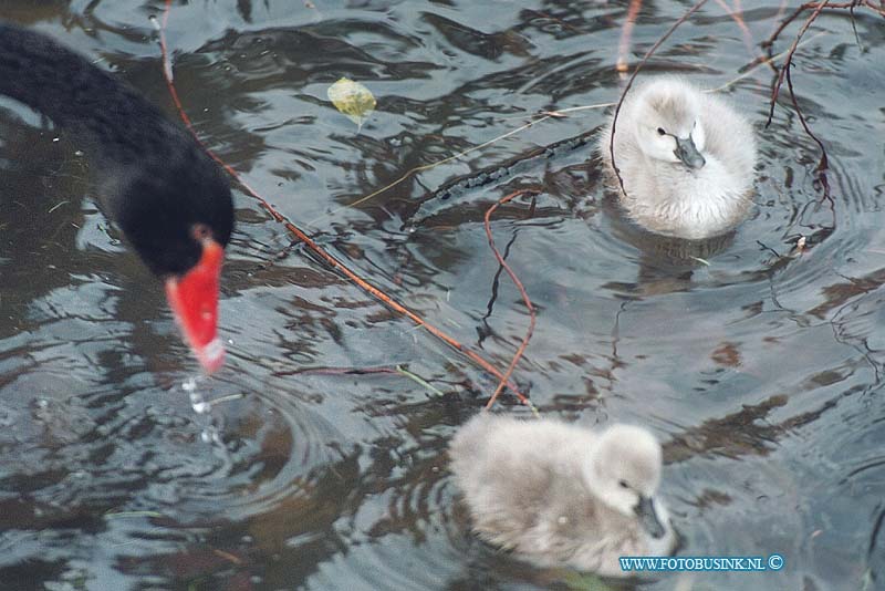 99121604.jpg - DE DORDTENAAR :Dordrecht:16-12-1999:merwesteijn parkzwart buitenlandse  zwanen stel met jongen wat zeer ongebruikelijk is voor de tij vamn het jaar de kans dat ze overleven is dus klein. er waren er 3 maar inmiddels is er al een gestorvenDeze digitale foto blijft eigendom van FOTOPERSBURO BUSINK. Wij hanteren de voorwaarden van het N.V.F. en N.V.J. Gebruik van deze foto impliceert dat u bekend bent  en akkoord gaat met deze voorwaarden bij publicatie.EB/ETIENNE BUSINK