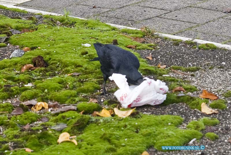 10100715.jpg - FOTOOPDRACHT:Dordrecht:07-10-2010:Dordrecht Dokweg - Weeskinderdijk zwarte kraai pik brutaal in papierezakje op het midden talud is een grote zwarte kraai op zijn gemak bezig met het eten die hij uit het zakje probeert te halen.Deze digitale foto blijft eigendom van FOTOPERSBURO BUSINK. Wij hanteren de voorwaarden van het N.V.F. en N.V.J. Gebruik van deze foto impliceert dat u bekend bent  en akkoord gaat met deze voorwaarden bij publicatie.EB/ETIENNE BUSINK