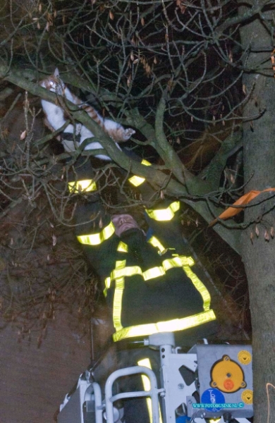 10111803.jpg - FOTOOPDRACHT:Zwijndrecht:18-11-2010:De brandweer heeft donderdagavond een kat uit een boom gehaald in de Brahmstraat te Zwijndrecht.Deze digitale foto blijft eigendom van FOTOPERSBURO BUSINK. Wij hanteren de voorwaarden van het N.V.F. en N.V.J. Gebruik van deze foto impliceert dat u bekend bent  en akkoord gaat met deze voorwaarden bij publicatie.EB/ETIENNE BUSINK