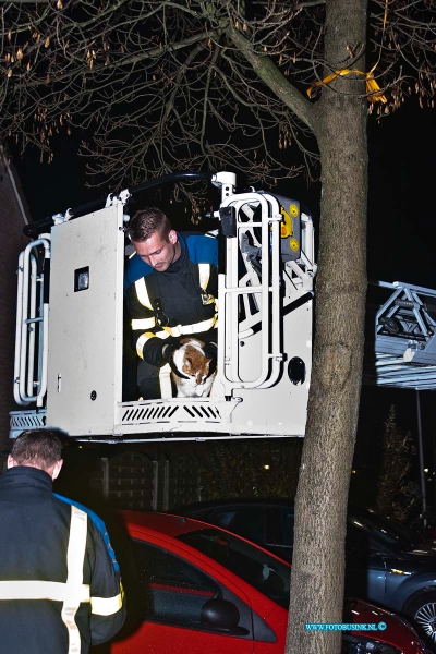 10111804.jpg - FOTOOPDRACHT:Zwijndrecht:18-11-2010:De brandweer heeft donderdagavond een kat uit een boom gehaald in de Brahmstraat te Zwijndrecht.Deze digitale foto blijft eigendom van FOTOPERSBURO BUSINK. Wij hanteren de voorwaarden van het N.V.F. en N.V.J. Gebruik van deze foto impliceert dat u bekend bent  en akkoord gaat met deze voorwaarden bij publicatie.EB/ETIENNE BUSINK