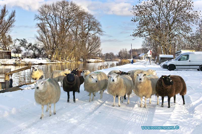 10121803.jpg - FOTOOPDRACHT:Dordrecht:18-12-2010:Boeren moeten gewoon door de schapen staan in de sneeuw dit leverd werk op voor de boeren maar ook zeer mooie landschap plaatjes bij de Ottosluis te DordrechtDeze digitale foto blijft eigendom van FOTOPERSBURO BUSINK. Wij hanteren de voorwaarden van het N.V.F. en N.V.J. Gebruik van deze foto impliceert dat u bekend bent  en akkoord gaat met deze voorwaarden bij publicatie.EB/ETIENNE BUSINK