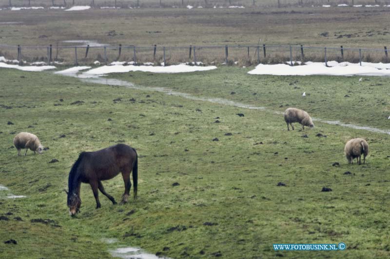 11010604.jpg - Strijen:06-01-2011:De boeren in de hoeksewaard zetten toch hun vee buiten zo ook op de Weelsedijk Strijen na de giftige brand in Moerdijk. De burgermeester van Dordrecht en de regio ZHZ A. Brok, had in de persconferencie van vanmiddag gevraagd vee niet buiten te laten grazen. De giftige stoffen zouden door te eten van gras al waar roet op licht gevaar voor de volksgezondheid op leveren.