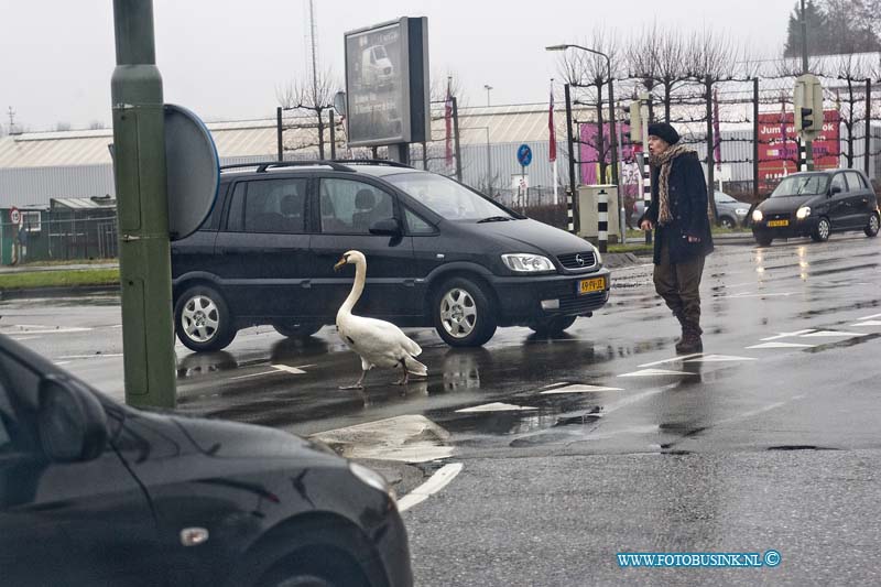 11010606.jpg - FOTOOPDRACHT:Dordrecht:06-01-2011:Op de kruising van de Provincialenweg met de Hastingsweg moet een automobilist uit haar auto stappen om de eigen wijze zwaan weer naar de sloot kant te sturen, omdat de zwaan het verkeer ophiel door midden op de kruising te gaan zitten.Deze digitale foto blijft eigendom van FOTOPERSBURO BUSINK. Wij hanteren de voorwaarden van het N.V.F. en N.V.J. Gebruik van deze foto impliceert dat u bekend bent  en akkoord gaat met deze voorwaarden bij publicatie.EB/ETIENNE BUSINK