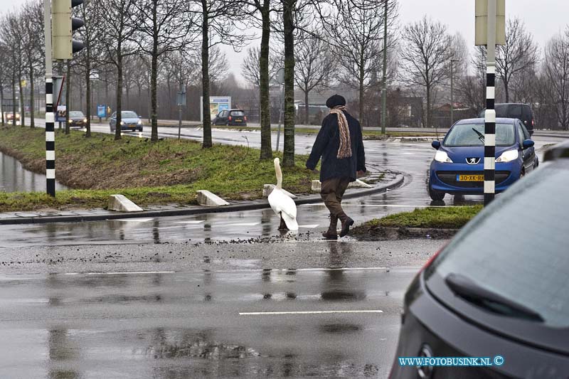 11010607.jpg - FOTOOPDRACHT:Dordrecht:06-01-2011:Op de kruising van de Provincialenweg met de Hastingsweg moet een automobilist uit haar auto stappen om de eigen wijze zwaan weer naar de sloot kant te sturen, omdat de zwaan het verkeer ophiel door midden op de kruising te gaan zitten.Deze digitale foto blijft eigendom van FOTOPERSBURO BUSINK. Wij hanteren de voorwaarden van het N.V.F. en N.V.J. Gebruik van deze foto impliceert dat u bekend bent  en akkoord gaat met deze voorwaarden bij publicatie.EB/ETIENNE BUSINK