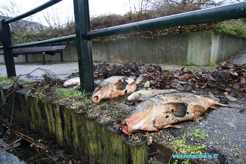 11011102.jpg - FOTOOPDRACHT:Dordrecht:11-01-2011:Deze vissen liggen aan kop van het van baerle plantsoen/vijver (oudkripijn-aan de kant van de krispijn tunnel bij de zitbankjes) en zijn waarschijnlijk bij werkzaamheden uit het water gehaald. (bladeren en planten uit het water gehaald om een toegangspijp te ontstoppen). Deze vissen zijn met koude temperaturen in stasis en bewegen zich bijna niet en zijn daardoor slachtoffer geworden.Vervelende is dat van de zomer met een maaiboot ook al twee keer diverse grote vissen zijn gedood, dus dit loopt wel de spuigaten uit.Deze digitale foto blijft eigendom van FOTOPERSBURO BUSINK. Wij hanteren de voorwaarden van het N.V.F. en N.V.J. Gebruik van deze foto impliceert dat u bekend bent  en akkoord gaat met deze voorwaarden bij publicatie.EB/ETIENNE BUSINK