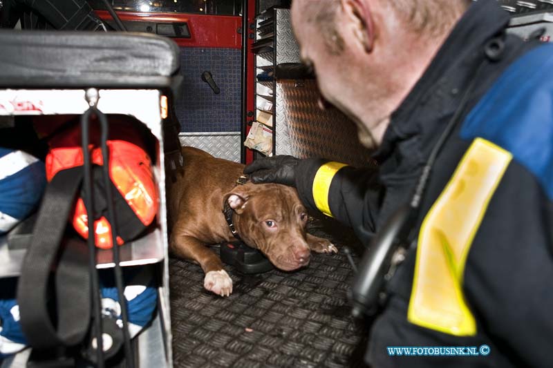 11011401.jpg - FOTOOPDRACHT:Zwijndrecht:14-01-2011:Foto: 1 van de honden die gered is uit de brandende flat woning ligt bij te komen in de brandweerwagen van de schrik.Vrouw spring uit raam van flat bij uitslaande brandZwijndrecht bij een felle uitslaande brand in een flat woning aan de W.H. Vliegerstraat is een vrouw van 2 hoog uit een flat raam gesprongen, al waar ze zwaargewond bij raakte. Een trauma team moest hulpverlenen aan de Ambulance dienst. ook de 2 honden werden uit de flat woning gered door de Brandweer. de mogelijk oorzaak van de brand is waarschijnlijk de wasdroger.Deze digitale foto blijft eigendom van FOTOPERSBURO BUSINK. Wij hanteren de voorwaarden van het N.V.F. en N.V.J. Gebruik van deze foto impliceert dat u bekend bent  en akkoord gaat met deze voorwaarden bij publicatie.EB/ETIENNE BUSINK