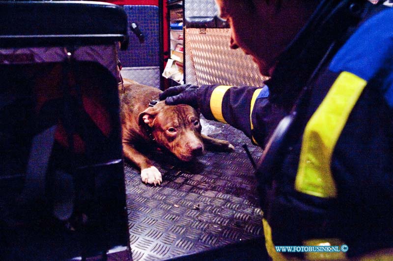 11011407.jpg - FOTOOPDRACHT:Zwijndrecht:14-01-2011:Foto: 11011401 van de honden die gered is uit de brandende flat woning ligt bij te komen in de brandweerwagen van de schrik.Vrouw spring uit raam van flat bij uitslaande brandZwijndrecht bij een felle uitslaande brand in een flat woning aan de W.H. Vliegerstraat is een vrouw van 2 hoog uit een flat raam gesprongen, al waar ze zwaargewond bij raakte. Een trauma team moest hulpverlenen aan de Ambulance dienst. ook de 2 honden werden uit de flat woning gered door de Brandweer. de mogelijk oorzaak van de brand is waarschijnlijk de wasdroger.Deze digitale foto blijft eigendom van FOTOPERSBURO BUSINK. Wij hanteren de voorwaarden van het N.V.F. en N.V.J. Gebruik van deze foto impliceert dat u bekend bent  en akkoord gaat met deze voorwaarden bij publicatie.EB/ETIENNE BUSINK