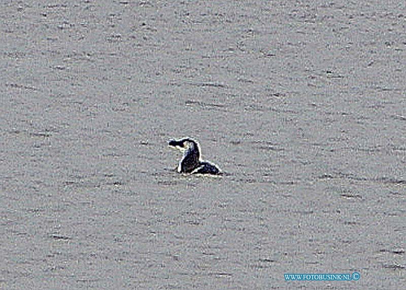 11011806.jpg - FOTOOPDRACHT:Dordrecht:18-01-2011:Pinguin in Zeehaven Dordrecht is zeekoet.De pinguin die was gesignaleerd in de Zeehaven in Dordrecht is waarschijnlijk een zeekoet of een alk. Dat zeggen de KLPD en Rijkswaterstaat die naar het dier op zoek waren. Een voorbijganger die langs de Kilkade liep, dacht een pinguin in het water te zien springen en sloeg alarm. De politie en Rijkswaterstaat hebben met een bootje naar de vogel gezocht. Volgens Rijkswaterstaat en de KLPD zou het om een zeekoet of een zeevogel die sterk op de pinguin lijken. De ongeveer 30 centimeter grote vogel ziet er volgens de politie gezond en fit uit. Besloten is het dier niet te vangen.Deze digitale foto blijft eigendom van FOTOPERSBURO BUSINK. Wij hanteren de voorwaarden van het N.V.F. en N.V.J. Gebruik van deze foto impliceert dat u bekend bent  en akkoord gaat met deze voorwaarden bij publicatie.EB/ETIENNE BUSINK