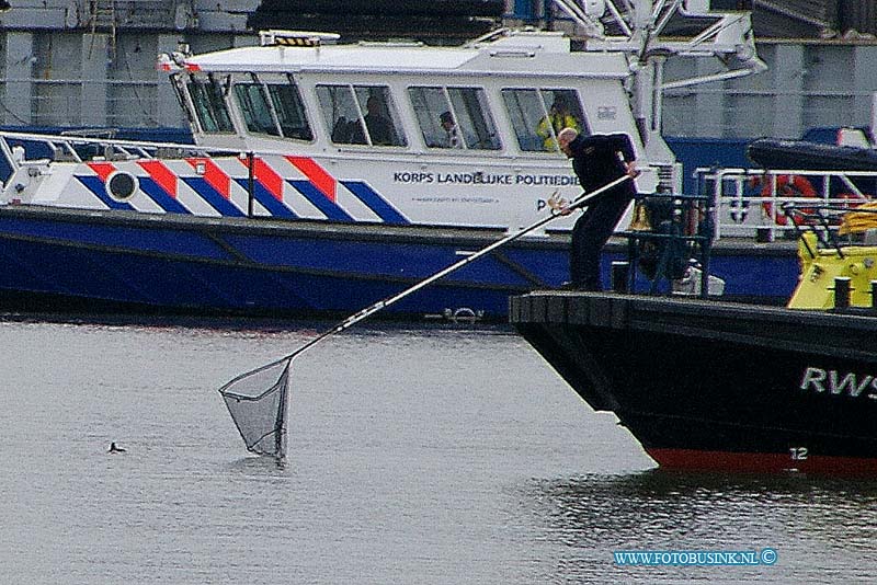 11011808.jpg - FOTOOPDRACHT:Dordrecht:18-01-2011:Pinguin in Zeehaven Dordrecht is zeekoet.De pinguin die was gesignaleerd in de Zeehaven in Dordrecht is waarschijnlijk een zeekoet of een alk. Dat zeggen de KLPD en Rijkswaterstaat die naar het dier op zoek waren. Een voorbijganger die langs de Kilkade liep, dacht een pinguin in het water te zien springen en sloeg alarm. De politie en Rijkswaterstaat hebben met een bootje naar de vogel gezocht. Volgens Rijkswaterstaat en de KLPD zou het om een zeekoet of een zeevogel die sterk op de pinguin lijken. De ongeveer 30 centimeter grote vogel ziet er volgens de politie gezond en fit uit. Besloten is het dier niet te vangen.Deze digitale foto blijft eigendom van FOTOPERSBURO BUSINK. Wij hanteren de voorwaarden van het N.V.F. en N.V.J. Gebruik van deze foto impliceert dat u bekend bent  en akkoord gaat met deze voorwaarden bij publicatie.EB/ETIENNE BUSINK