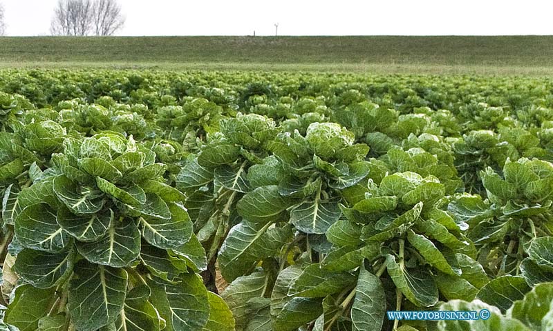 11011906.jpg - FOTOOPDRACHT:Strijen:19-01-2011:Groentesector blij dat in groot gebied rond Moerdijk alle groente weer te oogsten is. De groentesector is blij met de duidelijkheid die de ministeries van EL&I en VWS vandaag gaven over de groenten uit de regio Moerdijk. Buiten de zone van 10 kilometer rondom Moerdijk is het hele gebied vrijgegeven. In dit gebied (van 10 tot 60 kilometer buiten Moerdijk) is geen risico voor voedselveiligheid voor groenten; gezonde producten zijn weer te oogsten en te leveren. De ministeries bevestigen daarmee de al bekende gunstige resultaten van onderzoek dat de groentesector zelf liet verrichten. De zone van 10 kilometer is voor nader onderzoek nog afgesloten, in de nasleep van de brand op 5 januari jl. bij Chemie-Pack. Uiteraard komen vanuit dit afgesloten deel geen groenten op de markt. De groentesector vindt dat het erg lang heeft geduurd voordat de overheidsinstanties met gerichte adviezen kwamen en er duidelijkheid was voor telers in het gebied en hun afnemers. Daardoor lijkt ten onrechte gezonde groente verloren te zijn gegaan. Deze digitale foto blijft eigendom van FOTOPERSBURO BUSINK. Wij hanteren de voorwaarden van het N.V.F. en N.V.J. Gebruik van deze foto impliceert dat u bekend bent  en akkoord gaat met deze voorwaarden bij publicatie.EB/ETIENNE BUSINK