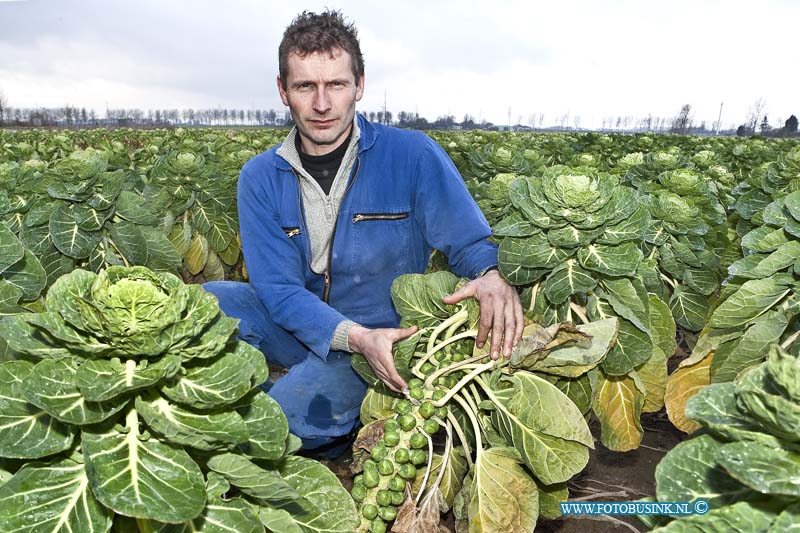 11011910.jpg - FOTOOPDRACHT:Strijen:19-01-2011:Spruitenteler Wim de Jong de teler tussen zijn spruiten, aantonend hoe de kwaliteitsachteruitgang te zien is.Deze digitale foto blijft eigendom van FOTOPERSBURO BUSINK. Wij hanteren de voorwaarden van het N.V.F. en N.V.J. Gebruik van deze foto impliceert dat u bekend bent  en akkoord gaat met deze voorwaarden bij publicatie.EB/ETIENNE BUSINK