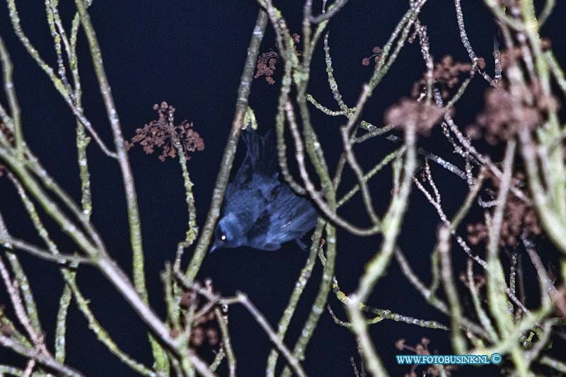 11012301.jpg - FOTOOPDRACHT:Dordrecht:23-01-2011:Vogel vast in de boom door voer netje op de walenburg ter hoogte nr 42. de brandweer haalde samen met de Dierenamblance de vogel uit de boom. De vogel hing op zijn kop aan het netje vast in een tak en kon nooit zelfstandig los komen.Deze digitale foto blijft eigendom van FOTOPERSBURO BUSINK. Wij hanteren de voorwaarden van het N.V.F. en N.V.J. Gebruik van deze foto impliceert dat u bekend bent  en akkoord gaat met deze voorwaarden bij publicatie.EB/ETIENNE BUSINK