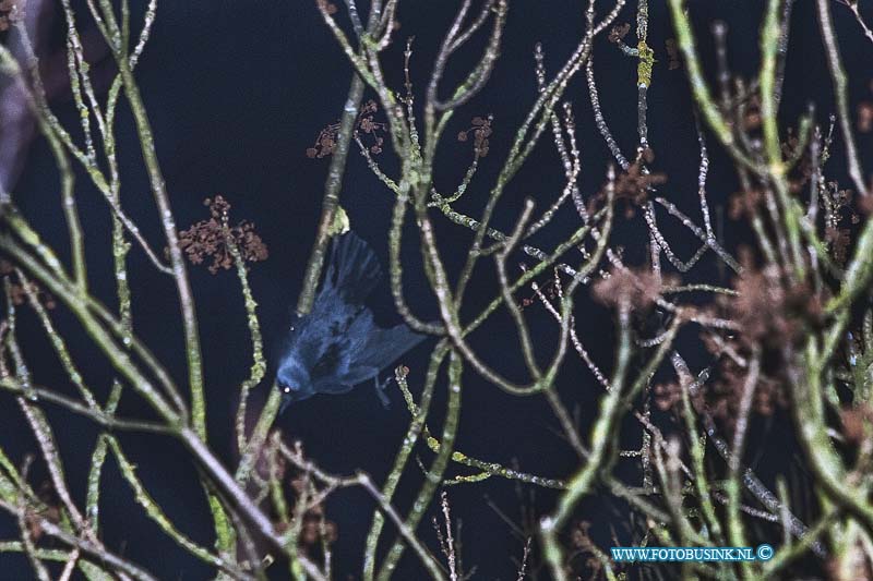 11012302.jpg - FOTOOPDRACHT:Dordrecht:23-01-2011:Vogel vast in de boom door voer netje op de walenburg ter hoogte nr 42. de brandweer haalde samen met de Dierenamblance de vogel uit de boom. De vogel hing op zijn kop aan het netje vast in een tak en kon nooit zelfstandig los komen.Deze digitale foto blijft eigendom van FOTOPERSBURO BUSINK. Wij hanteren de voorwaarden van het N.V.F. en N.V.J. Gebruik van deze foto impliceert dat u bekend bent  en akkoord gaat met deze voorwaarden bij publicatie.EB/ETIENNE BUSINK