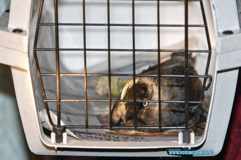 11012304.jpg - FOTOOPDRACHT:Dordrecht:23-01-2011:Vogel vast in de boom door voer netje op de walenburg ter hoogte nr 42. de brandweer haalde samen met de Dierenamblance de vogel uit de boom. De vogel hing op zijn kop aan het netje vast in een tak en kon nooit zelfstandig los komen.Deze digitale foto blijft eigendom van FOTOPERSBURO BUSINK. Wij hanteren de voorwaarden van het N.V.F. en N.V.J. Gebruik van deze foto impliceert dat u bekend bent  en akkoord gaat met deze voorwaarden bij publicatie.EB/ETIENNE BUSINK