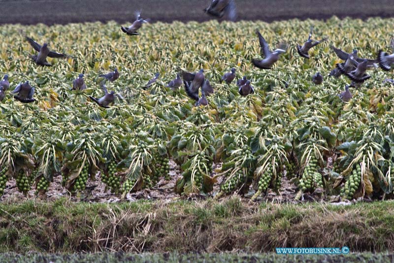 11020411.jpg - FOTOOPDRACHT:Heerjaarsdam:04-02-2011:De laatse spuiten aan de Langeweg die op het land nog staan in het getroffen gebied na de brand van Moerdijk, worden alleen nog gegeten door de vogels. Tot dat het duidelijk is of de Nederlandse staat een vergoeding geeft blijven ze staan, dan zullen ze worden om geploegt.Deze digitale foto blijft eigendom van FOTOPERSBURO BUSINK. Wij hanteren de voorwaarden van het N.V.F. en N.V.J. Gebruik van deze foto impliceert dat u bekend bent  en akkoord gaat met deze voorwaarden bij publicatie.EB/ETIENNE BUSINK