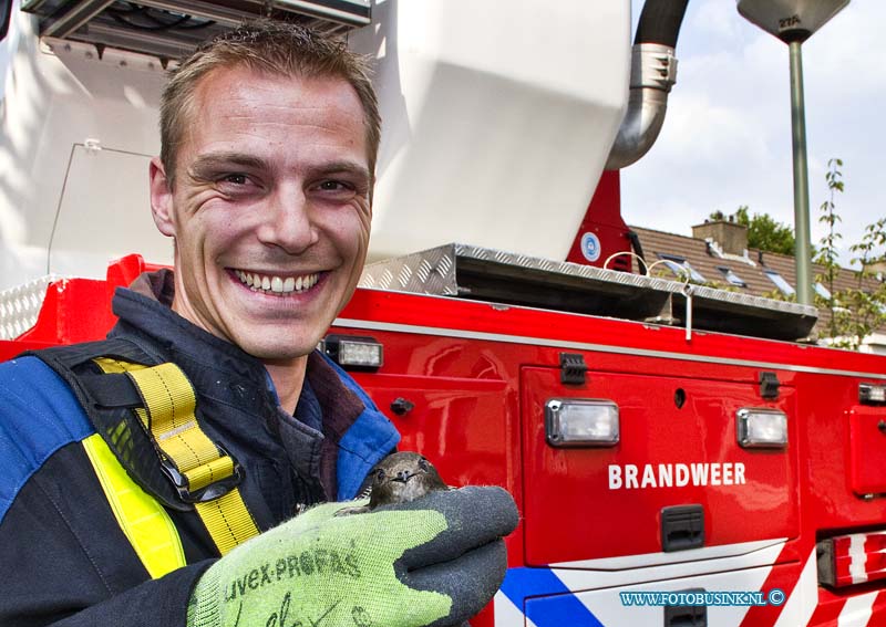 11071102.jpg - FOTOOPDRACHT:Dordrecht:11-07-2011:De brandweer heeft een nog jong vogeltje dat tussen de dakpannen nabij de schoorsteen zat van de woning aan de Joke Smiterf gered. De brandweerman ging met een hoogwerker het hoge dak op en kon naveel geduld het vogeltje redden, eenmaal beneden ontdekte de brandweermannen dat het nog jonge vogeltje door een vislijn verstrikt was geraakt, en maakte het vogeltje vrij van de vislijn. De dieren ambulance heeft zich later over het vogeltje ontfermt.Deze digitale foto blijft eigendom van FOTOPERSBURO BUSINK. Wij hanteren de voorwaarden van het N.V.F. en N.V.J. Gebruik van deze foto impliceert dat u bekend bent  en akkoord gaat met deze voorwaarden bij publicatie.EB/ETIENNE BUSINK