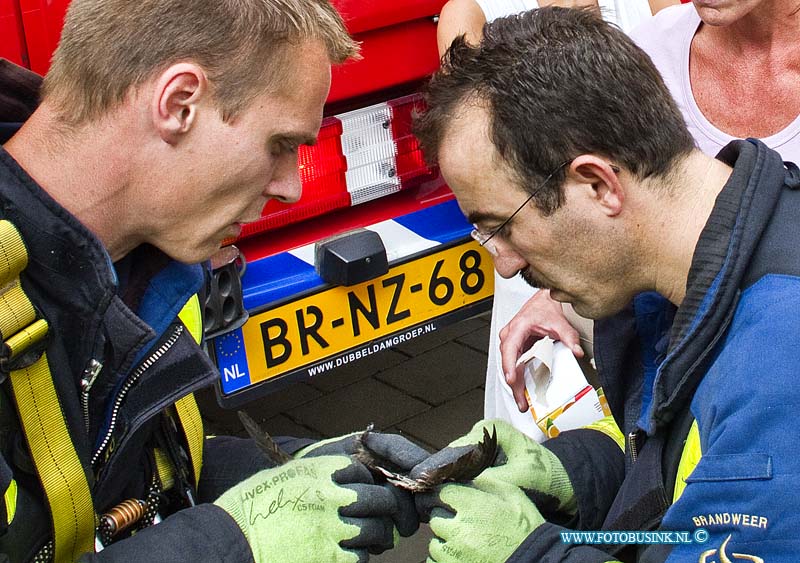 11071103.jpg - FOTOOPDRACHT:Dordrecht:11-07-2011:De brandweer heeft een nog jong vogeltje dat tussen de dakpannen nabij de schoorsteen zat van de woning aan de Joke Smiterf gered. De brandweerman ging met een hoogwerker het hoge dak op en kon naveel geduld het vogeltje redden, eenmaal beneden ontdekte de brandweermannen dat het nog jonge vogeltje door een vislijn verstrikt was geraakt, en maakte het vogeltje vrij van de vislijn. De dieren ambulance heeft zich later over het vogeltje ontfermt.Deze digitale foto blijft eigendom van FOTOPERSBURO BUSINK. Wij hanteren de voorwaarden van het N.V.F. en N.V.J. Gebruik van deze foto impliceert dat u bekend bent  en akkoord gaat met deze voorwaarden bij publicatie.EB/ETIENNE BUSINK