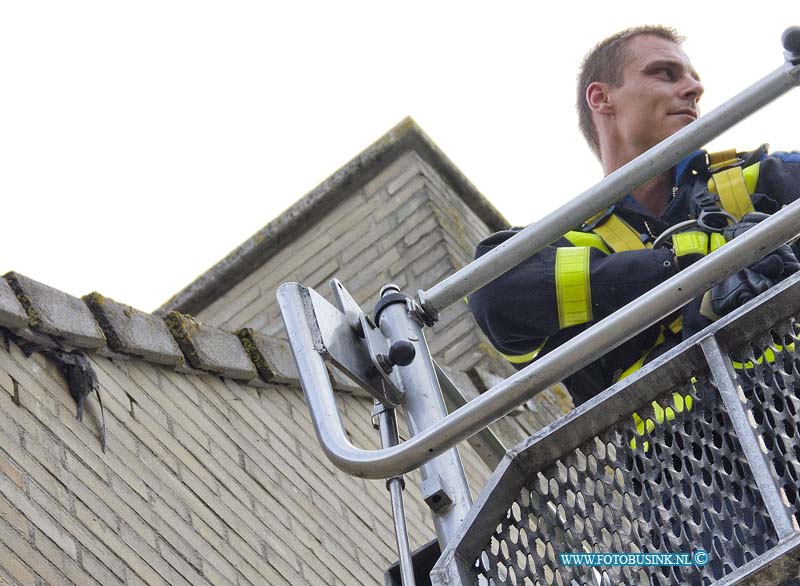 11071104.jpg - FOTOOPDRACHT:Dordrecht:11-07-2011:De brandweer heeft een nog jong vogeltje dat tussen de dakpannen nabij de schoorsteen zat van de woning aan de Joke Smiterf gered. De brandweerman ging met een hoogwerker het hoge dak op en kon naveel geduld het vogeltje redden, eenmaal beneden ontdekte de brandweermannen dat het nog jonge vogeltje door een vislijn verstrikt was geraakt, en maakte het vogeltje vrij van de vislijn. De dieren ambulance heeft zich later over het vogeltje ontfermt.Deze digitale foto blijft eigendom van FOTOPERSBURO BUSINK. Wij hanteren de voorwaarden van het N.V.F. en N.V.J. Gebruik van deze foto impliceert dat u bekend bent  en akkoord gaat met deze voorwaarden bij publicatie.EB/ETIENNE BUSINK