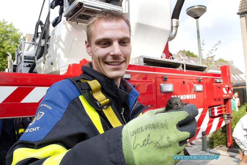 11071106.jpg - FOTOOPDRACHT:Dordrecht:11-07-2011:De brandweer heeft een nog jong vogeltje dat tussen de dakpannen nabij de schoorsteen zat van de woning aan de Joke Smiterf gered. De brandweerman ging met een hoogwerker het hoge dak op en kon naveel geduld het vogeltje redden, eenmaal beneden ontdekte de brandweermannen dat het nog jonge vogeltje door een vislijn verstrikt was geraakt, en maakte het vogeltje vrij van de vislijn. De dieren ambulance heeft zich later over het vogeltje ontfermt.Deze digitale foto blijft eigendom van FOTOPERSBURO BUSINK. Wij hanteren de voorwaarden van het N.V.F. en N.V.J. Gebruik van deze foto impliceert dat u bekend bent  en akkoord gaat met deze voorwaarden bij publicatie.EB/ETIENNE BUSINK