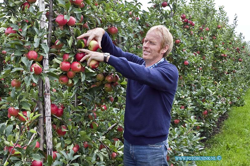 11090901.jpg - FOTOOPDRACHT:Werkendam:09-09-2011:LTO Noord nieuwe oogst foto van de oogst van Elstar-appels (gaat om mutant Elshard) met daarop fruitteler Peter Oostveen herkenbaar in beeld en een foto met een detail van enkele appels aan de boom of in een kist. Deze digitale foto blijft eigendom van FOTOPERSBURO BUSINK. Wij hanteren de voorwaarden van het N.V.F. en N.V.J. Gebruik van deze foto impliceert dat u bekend bent  en akkoord gaat met deze voorwaarden bij publicatie.EB/ETIENNE BUSINK