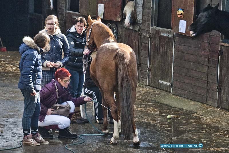 14030202.jpg - FOTOOPDRACHT:Dordrecht:02-03-2014:Foto: Het gewonde paard word behandeld, ondanks er niks te lachen valt bij dit ongeval dacht het paard rechts op de foto er anders over.Op de Zuidendijk is een paard op hol geslagen met een 14 jarige meisje er op. het paard ramt op de rotonde in Sterrenburg een auto, het paard komt met zijn benen vast te zitten onder de auto meisje ligt onder paard en raakt ernstig gewond.Deze digitale foto blijft eigendom van FOTOPERSBURO BUSINK. Wij hanteren de voorwaarden van het N.V.F. en N.V.J. Gebruik van deze foto impliceert dat u bekend bent  en akkoord gaat met deze voorwaarden bij publicatie.EB/ETIENNE BUSINK
