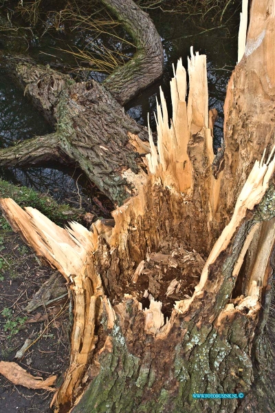 15040611.jpg - FOTOOPDRACHT:Dordrecht:06-04-2015:DORDRECHT - maandag 06-april 2015 Veel bomen lijden aan diverse ziektes die de boom van binnen aantasten.  Veel bomen in steden en dorpen vallen dan bij een storm om met het gevolg veel schade. Het beheersen van boomziekten, -aantastingen en -plagen is een belangrijk onderdeel van boombeheer. en kan veel schade en ongemak voorkomen. Het verdwijnen van deze bomen kan esthetisch, financieel of sociaal verlies tot gevolg hebben. (Foto: Mariastraat)Deze digitale foto blijft eigendom van FOTOPERSBURO BUSINK. Wij hanteren de voorwaarden van het N.V.F. en N.V.J. Gebruik van deze foto impliceert dat u bekend bent  en akkoord gaat met deze voorwaarden bij publicatie.EB/ETIENNE BUSINK