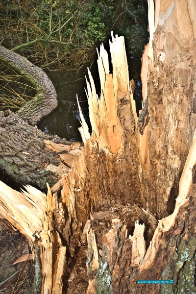 15040612.jpg - FOTOOPDRACHT:Dordrecht:06-04-2015:DORDRECHT - maandag 06-april 2015 Veel bomen lijden aan diverse ziektes die de boom van binnen aantasten.  Veel bomen in steden en dorpen vallen dan bij een storm om met het gevolg veel schade. Het beheersen van boomziekten, -aantastingen en -plagen is een belangrijk onderdeel van boombeheer. en kan veel schade en ongemak voorkomen. Het verdwijnen van deze bomen kan esthetisch, financieel of sociaal verlies tot gevolg hebben. (Foto: Mariastraat)Deze digitale foto blijft eigendom van FOTOPERSBURO BUSINK. Wij hanteren de voorwaarden van het N.V.F. en N.V.J. Gebruik van deze foto impliceert dat u bekend bent  en akkoord gaat met deze voorwaarden bij publicatie.EB/ETIENNE BUSINK