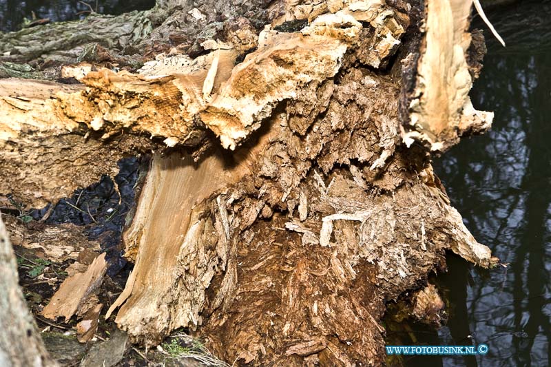 15040613.jpg - FOTOOPDRACHT:Dordrecht:06-04-2015:DORDRECHT - maandag 06-april 2015 Veel bomen lijden aan diverse ziektes die de boom van binnen aantasten.  Veel bomen in steden en dorpen vallen dan bij een storm om met het gevolg veel schade. Het beheersen van boomziekten, -aantastingen en -plagen is een belangrijk onderdeel van boombeheer. en kan veel schade en ongemak voorkomen. Het verdwijnen van deze bomen kan esthetisch, financieel of sociaal verlies tot gevolg hebben. (Foto: Mariastraat)Deze digitale foto blijft eigendom van FOTOPERSBURO BUSINK. Wij hanteren de voorwaarden van het N.V.F. en N.V.J. Gebruik van deze foto impliceert dat u bekend bent  en akkoord gaat met deze voorwaarden bij publicatie.EB/ETIENNE BUSINK