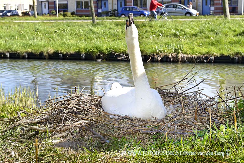 15041407.jpg - FOTOOPDRACHT:Papendrecht:14-04-2015:PAPENDRECHT - Dinsdag 14 APRIL 2015 Aan de Onderslag in Papendrecht zit deze zwaan te pronken op haar nest. Deze digitale foto blijft eigendom van FOTOPERSBURO BUSINK. Wij hanteren de voorwaarden van het N.V.F. en N.V.J. Gebruik van deze foto impliceert dat u bekend bent  en akkoord gaat met deze voorwaarden bij publicatie.EB/ETIENNE BUSINK