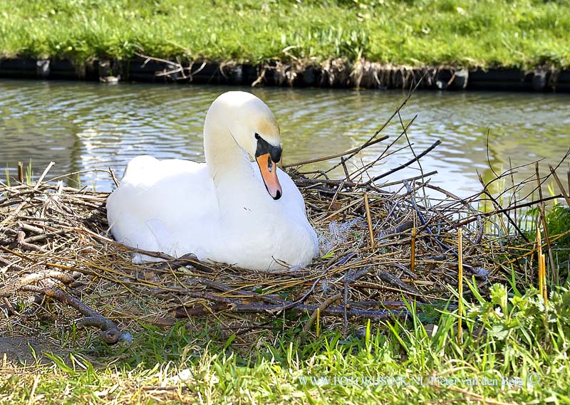 15041408.jpg - FOTOOPDRACHT:Papendrecht:14-04-2015:PAPENDRECHT - Dinsdag 14 APRIL 2015 Aan de Onderslag in Papendrecht zit deze zwaan te pronken op haar nest. Deze digitale foto blijft eigendom van FOTOPERSBURO BUSINK. Wij hanteren de voorwaarden van het N.V.F. en N.V.J. Gebruik van deze foto impliceert dat u bekend bent  en akkoord gaat met deze voorwaarden bij publicatie.EB/ETIENNE BUSINK