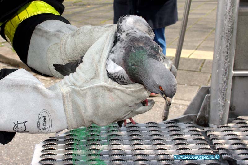 16041702.jpg - DORDRECHT 17 April 2016 Een vogel (duif) was vast komen te zitten in een net dat voor en balkon van een flat was gehangen aan de Nassauweg / Prinses Julianaweg. De brandweer kwam met een hoogwerker ter plaatse om de duif te redden en de dieren ambulance controleerde de duif op verwondingen. Nat het stuk net uit de poten van de duif was verwijderd mocht hij veer verder vliegen.Deze digitale foto blijft eigendom van FOTOPERSBURO BUSINK. Wij hanteren de voorwaarden van het N.V.F. en N.V.J. Gebruik van deze foto impliceert dat u bekend bent  en akkoord gaat met deze voorwaarden bij publicatie.EB/ETIENNE BUSINK