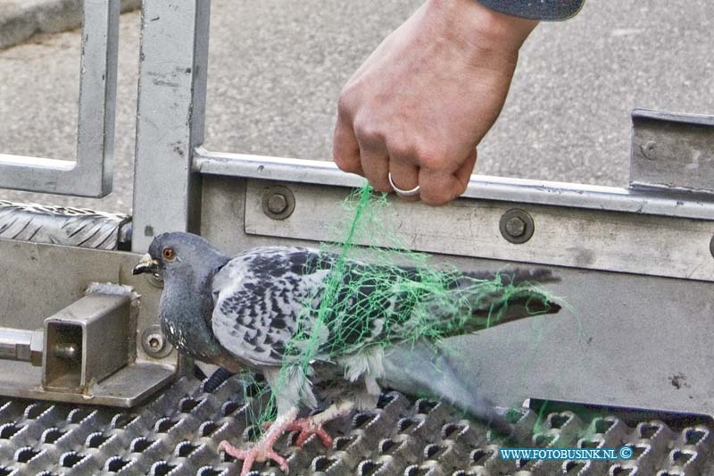 16041703.jpg - DORDRECHT 17 April 2016 Een vogel (duif) was vast komen te zitten in een net dat voor en balkon van een flat was gehangen aan de Nassauweg / Prinses Julianaweg. De brandweer kwam met een hoogwerker ter plaatse om de duif te redden en de dieren ambulance controleerde de duif op verwondingen. Nat het stuk net uit de poten van de duif was verwijderd mocht hij veer verder vliegen.Deze digitale foto blijft eigendom van FOTOPERSBURO BUSINK. Wij hanteren de voorwaarden van het N.V.F. en N.V.J. Gebruik van deze foto impliceert dat u bekend bent  en akkoord gaat met deze voorwaarden bij publicatie.EB/ETIENNE BUSINK