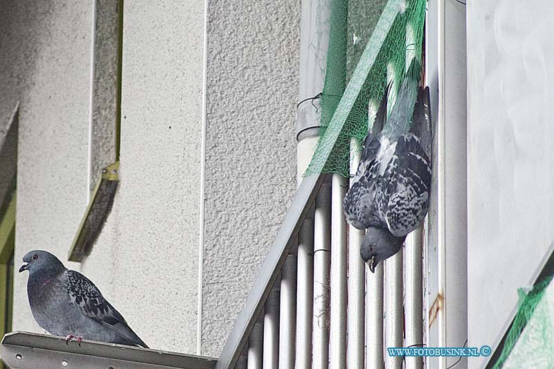 160417545.jpg - DORDRECHT - Op zondag 17 april 2016 werd de hoogwerker van de brandweer Dordrecht opgeroepen voor een vogel in nood aan de prinses Julianaweg in Dordrecht.De duif bleek verstrikt in een net te zitten op drie hoog in een portiek flat.Bewoners onder vinden regelmatig duiven overlast en hebben om de duiven af te schrikken een net gespannen.De duif raakte verstrikt in het net en omdat de bewoners niet thuis waren heeft de brandweer met de hoogwerker het diertje bevrijd.Nadat hij was losgemaakt vloog het beestje z'n vrijheid tegemoed.Deze digitale foto blijft eigendom van FOTOPERSBURO BUSINK. Wij hanteren de voorwaarden van het N.V.F. en N.V.J. Gebruik van deze foto impliceert dat u bekend bent  en akkoord gaat met deze voorwaarden bij publicatie.EB/ETIENNE BUSINK