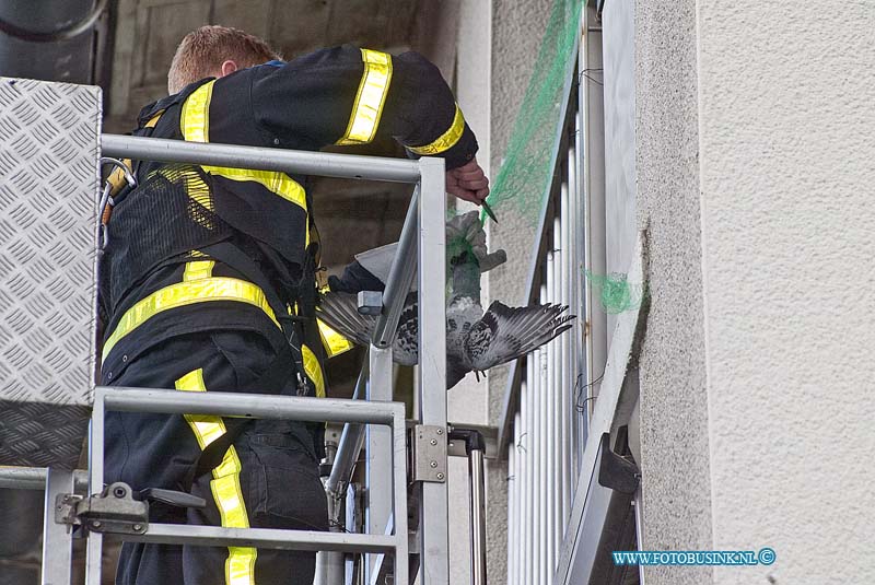 160417576.jpg - DORDRECHT - Op zondag 17 april 2016 werd de hoogwerker van de brandweer Dordrecht opgeroepen voor een vogel in nood aan de prinses Julianaweg in Dordrecht.De duif bleek verstrikt in een net te zitten op drie hoog in een portiek flat.Bewoners onder vinden regelmatig duiven overlast en hebben om de duiven af te schrikken een net gespannen.De duif raakte verstrikt in het net en omdat de bewoners niet thuis waren heeft de brandweer met de hoogwerker het diertje bevrijd.Nadat hij was losgemaakt vloog het beestje z'n vrijheid tegemoed.Deze digitale foto blijft eigendom van FOTOPERSBURO BUSINK. Wij hanteren de voorwaarden van het N.V.F. en N.V.J. Gebruik van deze foto impliceert dat u bekend bent  en akkoord gaat met deze voorwaarden bij publicatie.EB/ETIENNE BUSINK