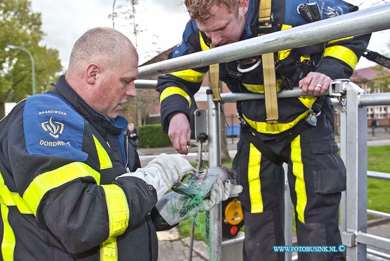 160417597.jpg - DORDRECHT - Op zondag 17 april 2016 werd de hoogwerker van de brandweer Dordrecht opgeroepen voor een vogel in nood aan de prinses Julianaweg in Dordrecht.De duif bleek verstrikt in een net te zitten op drie hoog in een portiek flat.Bewoners onder vinden regelmatig duiven overlast en hebben om de duiven af te schrikken een net gespannen.De duif raakte verstrikt in het net en omdat de bewoners niet thuis waren heeft de brandweer met de hoogwerker het diertje bevrijd.Nadat hij was losgemaakt vloog het beestje z'n vrijheid tegemoed.Deze digitale foto blijft eigendom van FOTOPERSBURO BUSINK. Wij hanteren de voorwaarden van het N.V.F. en N.V.J. Gebruik van deze foto impliceert dat u bekend bent  en akkoord gaat met deze voorwaarden bij publicatie.EB/ETIENNE BUSINK